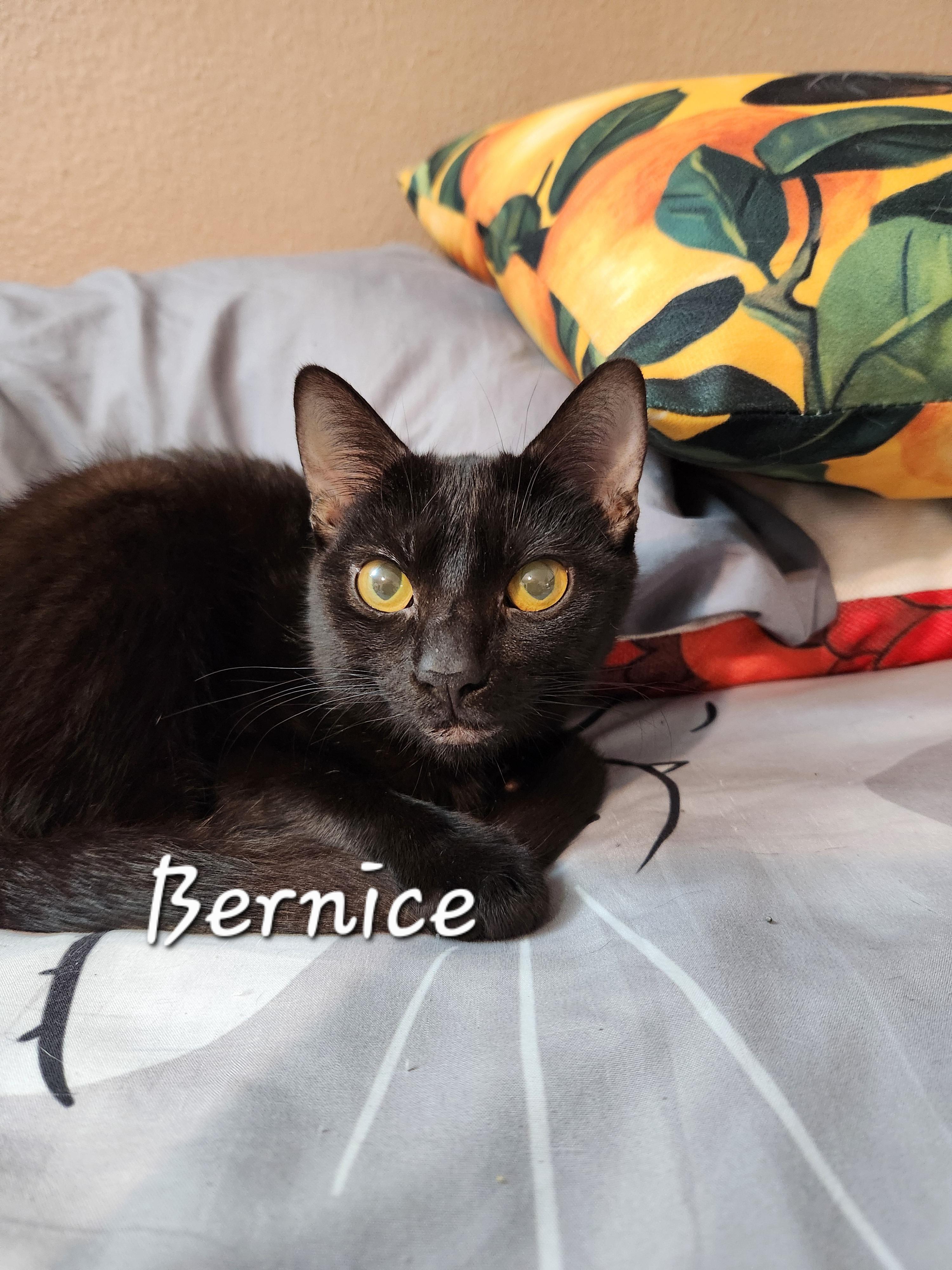 Bernice, ADOPTABLE, Young Female Domestic Short Hair.