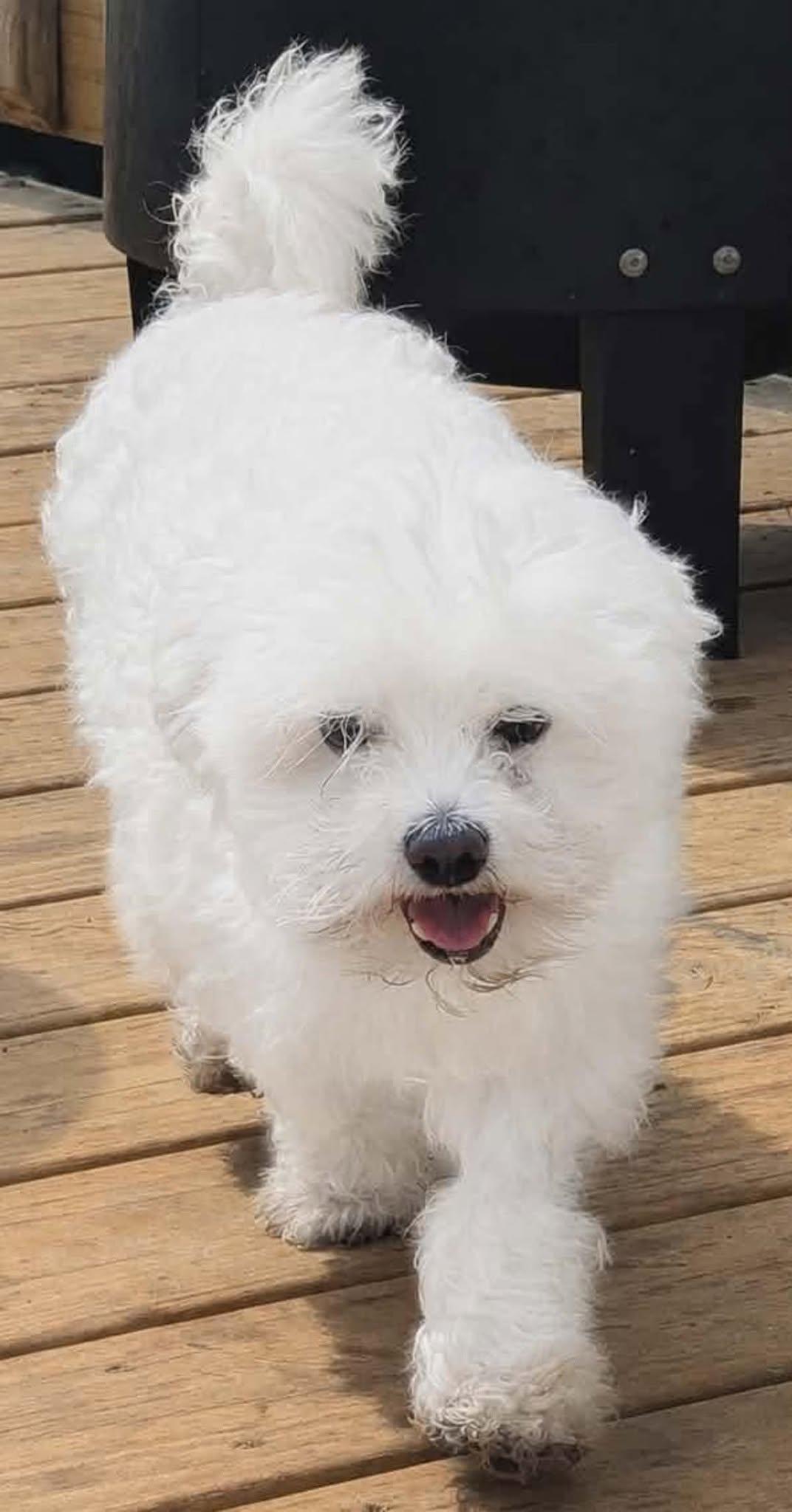 Hahn, ADOPTABLE, Adult Male Maltese.