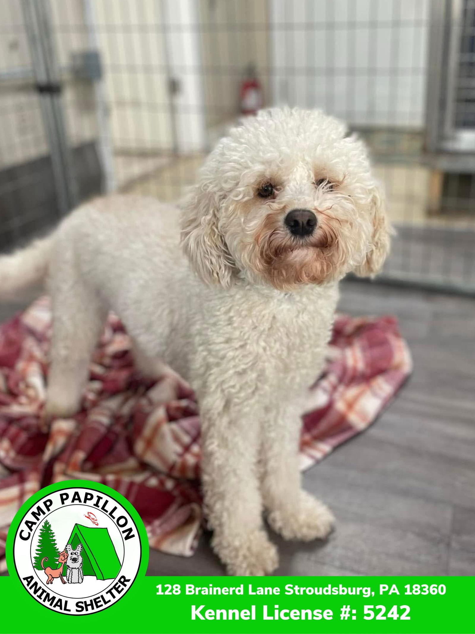 Sparkle, Adoptable, Young Female Bichon Frise & Poodle.
