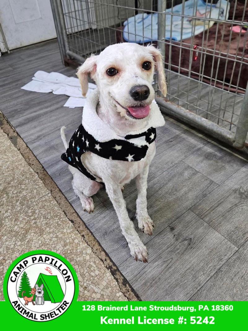 Enlarge Sparkle, a Adoptable mixed breed in Stroudsburg, PA image 2/3