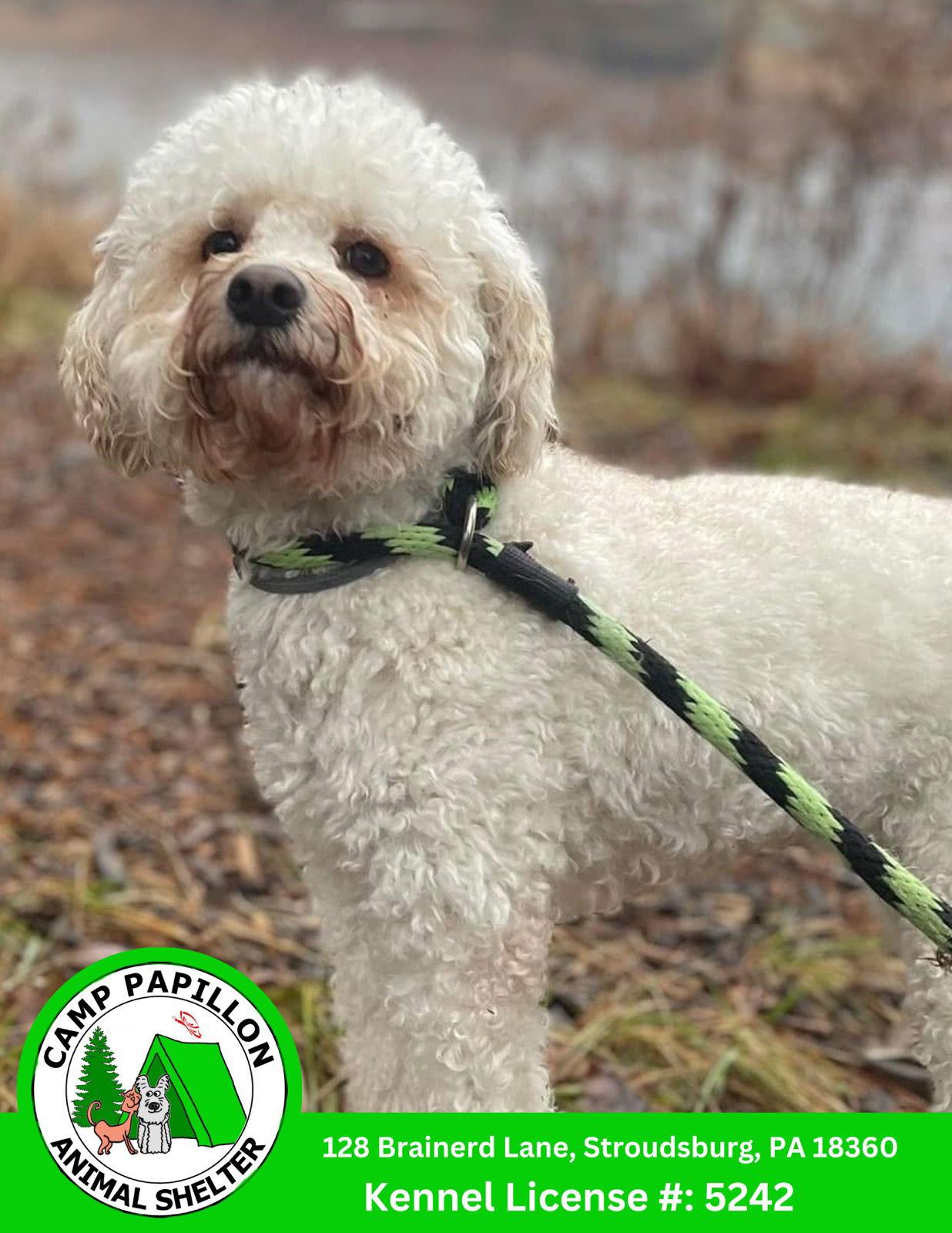 Sparkle, a Adoptable mixed breed in Stroudsburg, PA image 3/3