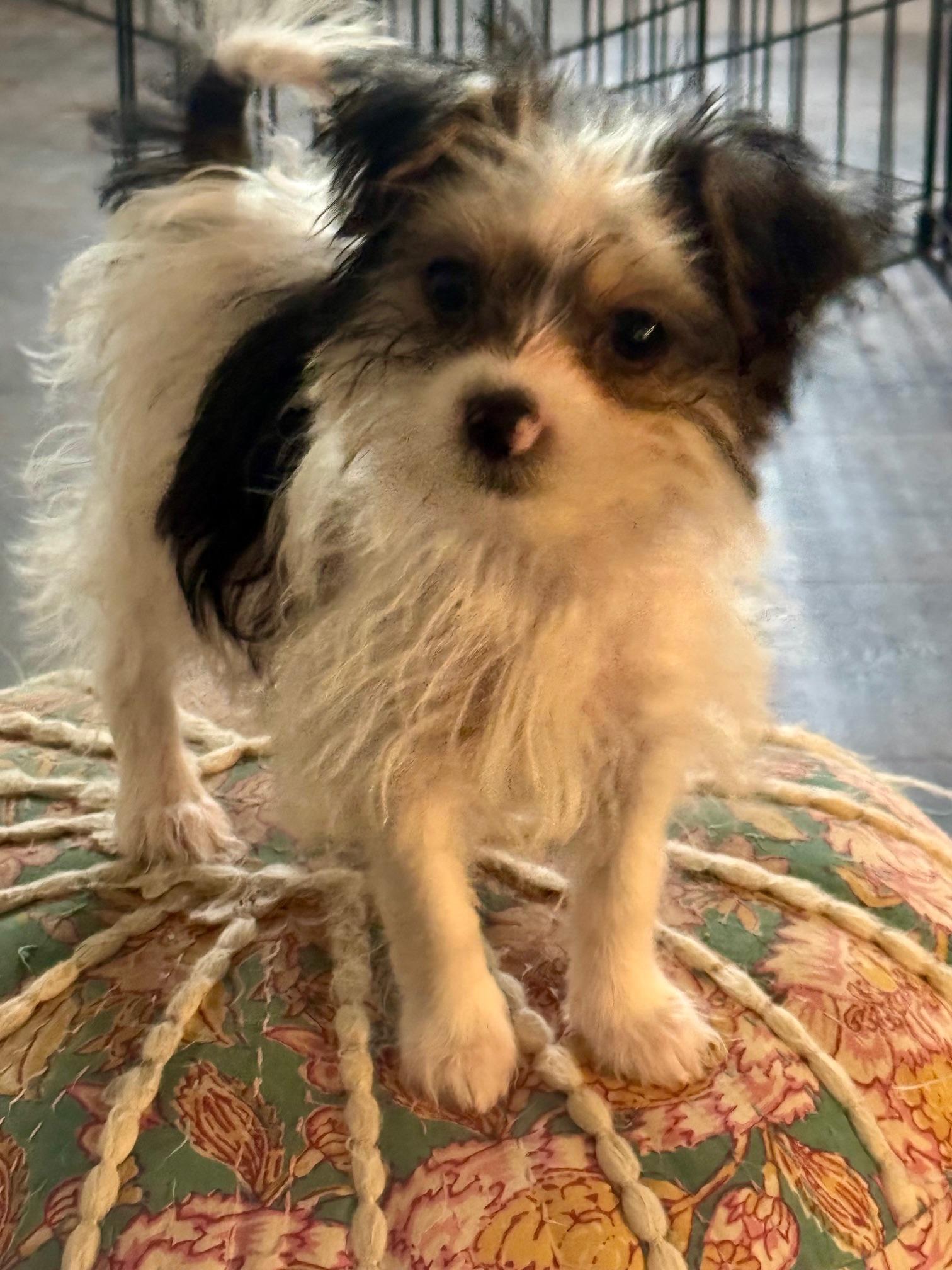 Enlarge Pepper, a Adopted mixed breed in Springfield, VA image 2/3