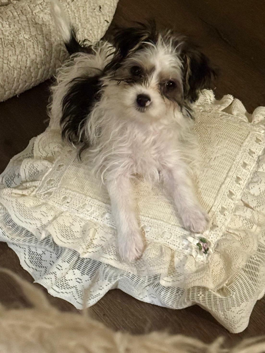 Enlarge Pepper, a Adopted mixed breed in Springfield, VA image 1/3