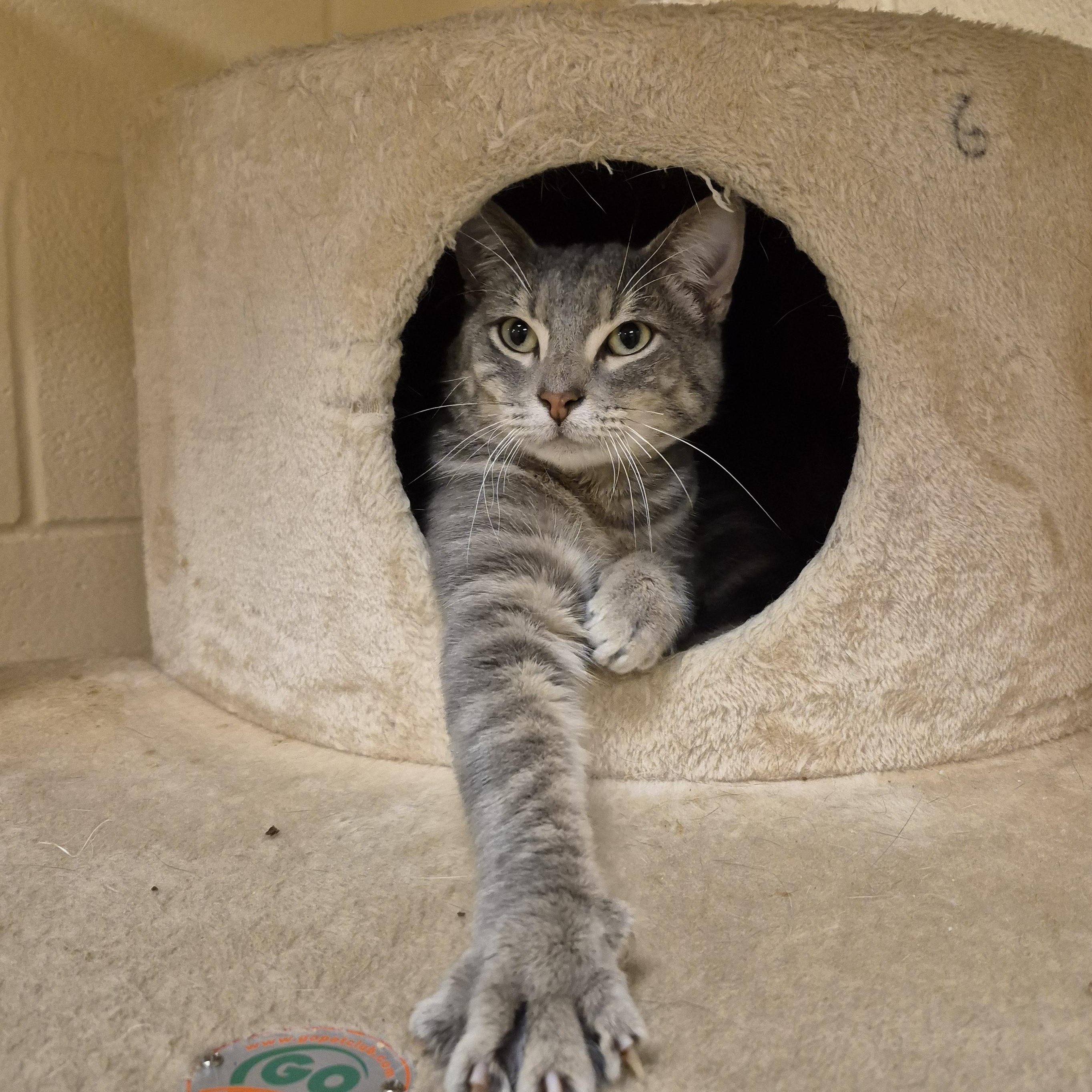 Brody, a ADOPTABLE Domestic Short Hair in Schertz, TX image 3/3
