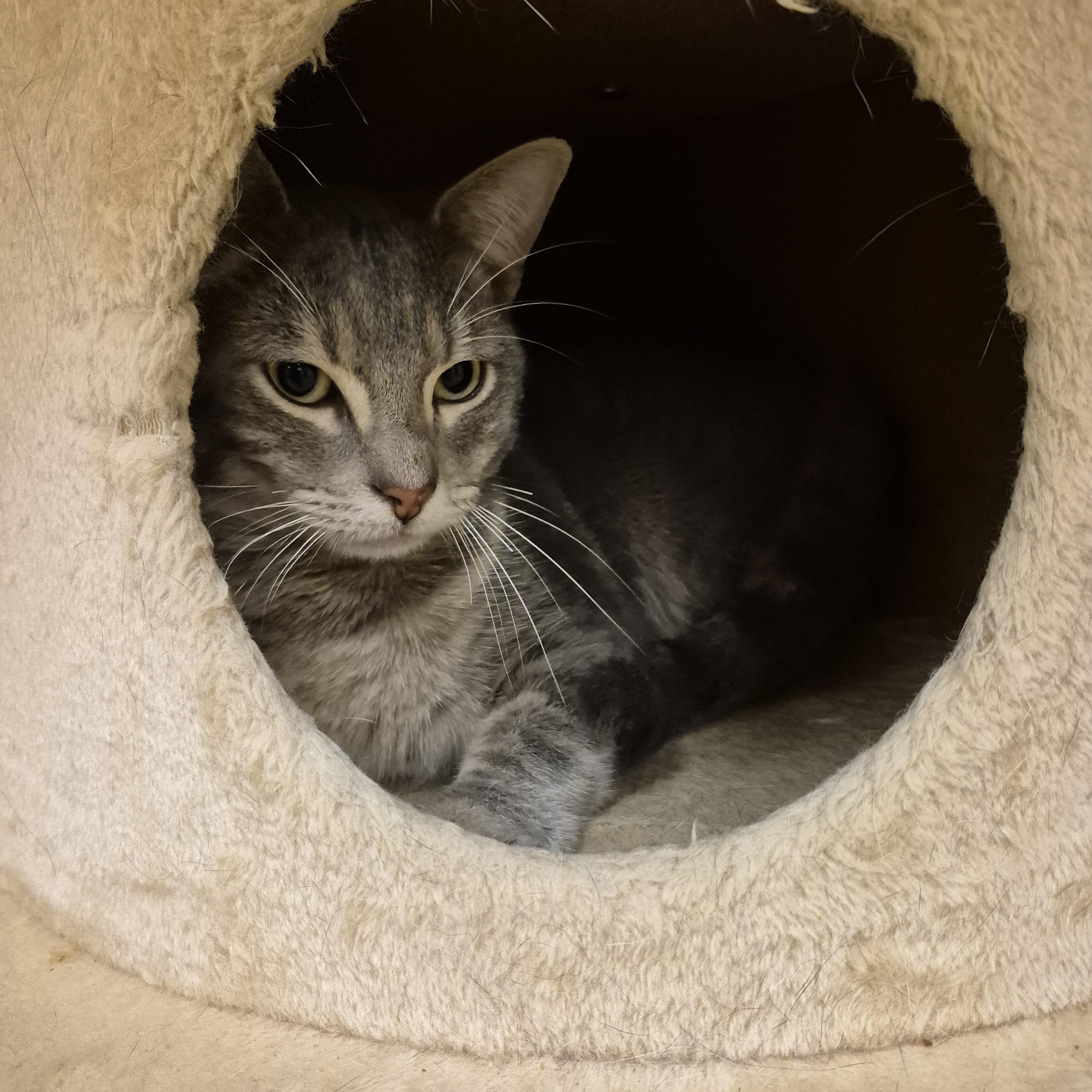 Brody, ADOPTABLE, Adult Male Domestic Short Hair.