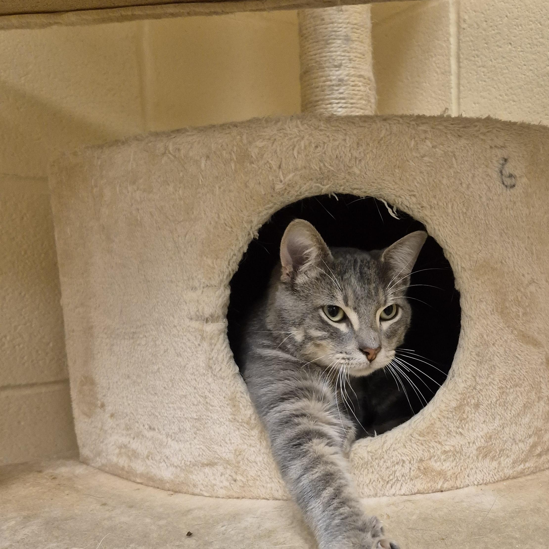 Brody, a ADOPTABLE Domestic Short Hair in Schertz, TX image 2/3