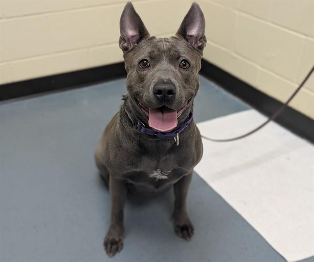 Enlarge REINDEER, a Adoptable mixed breed in Denver, CO image 1/1