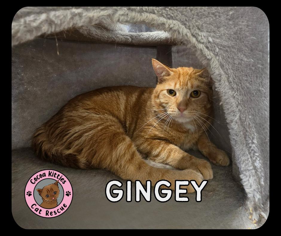 Gingey, Adoptable, Adult Male Domestic Short Hair.