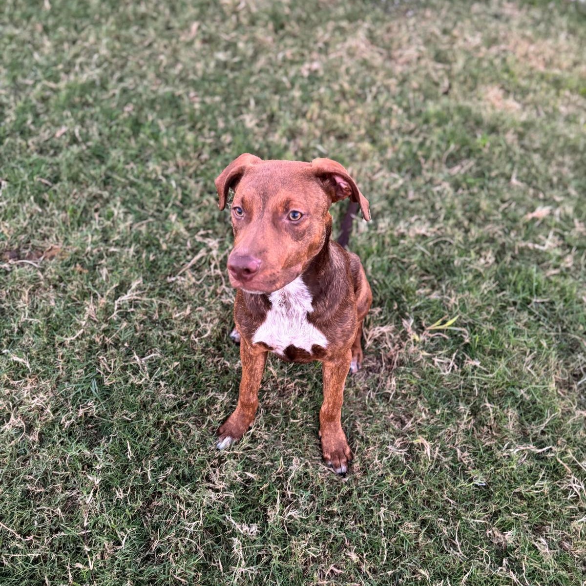 Enlarge Jason Statham, a Adoptable mixed breed in Martinez, CA image 3/5
