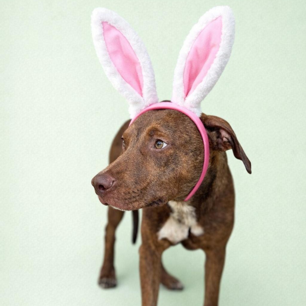 Enlarge Jason Statham, a Adoptable mixed breed in Martinez, CA image 2/5