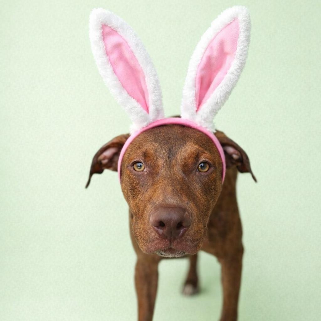 Enlarge Jason Statham, a Adoptable mixed breed in Martinez, CA image 1/5