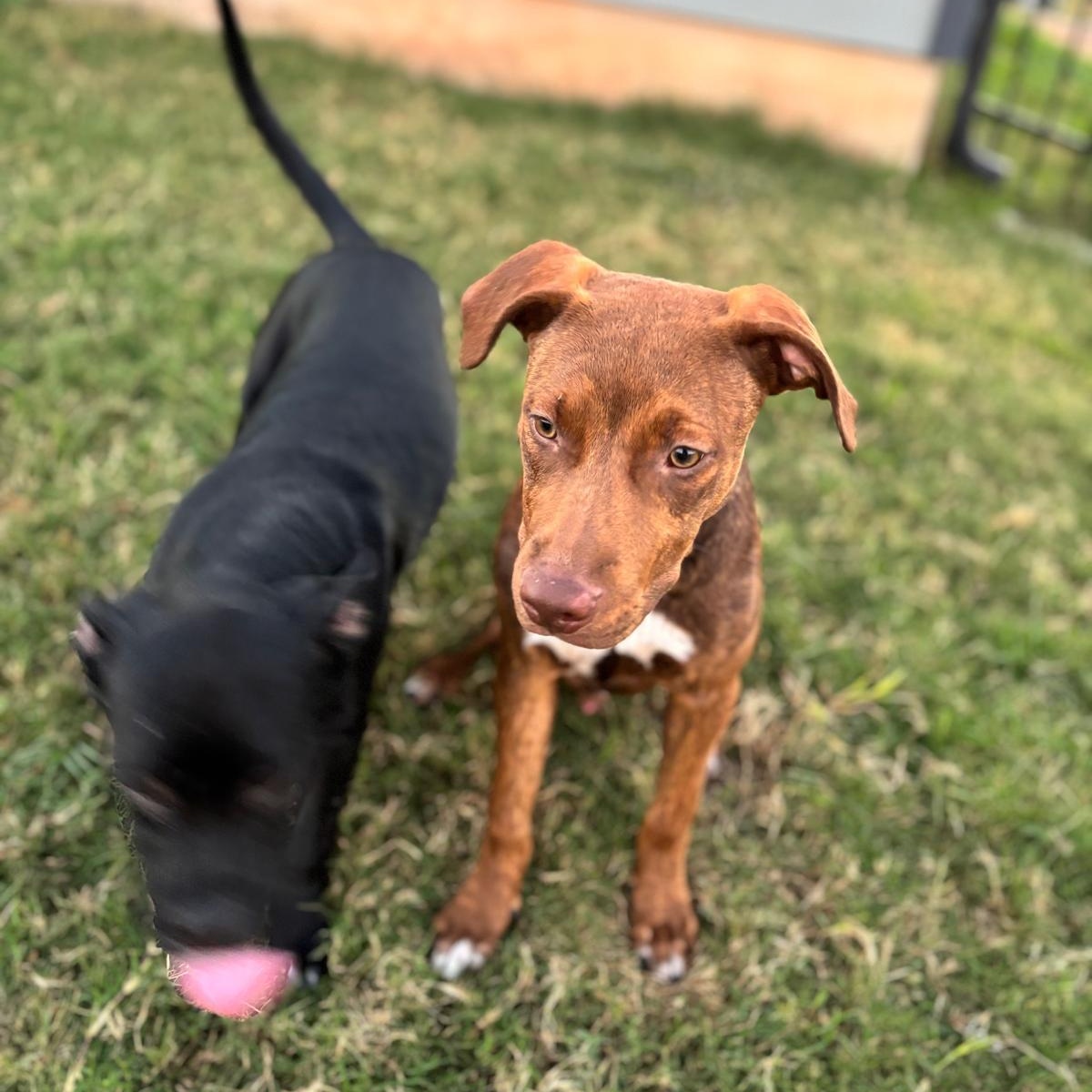 Enlarge Jason Statham, a Adoptable mixed breed in Martinez, CA image 4/5