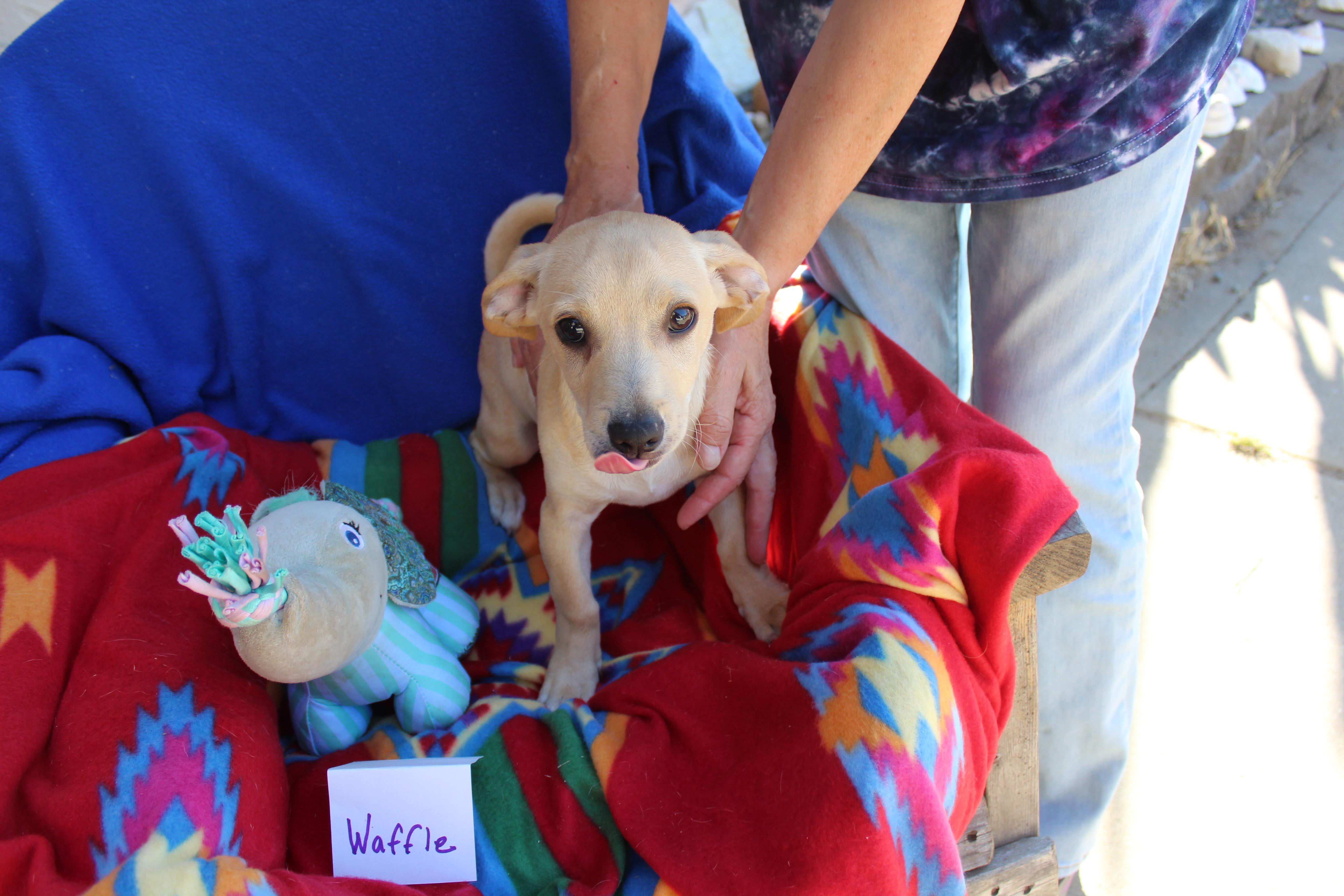 Enlarge Waffle, a Adopted mixed breed in Imperial Beach, CA image 4/6