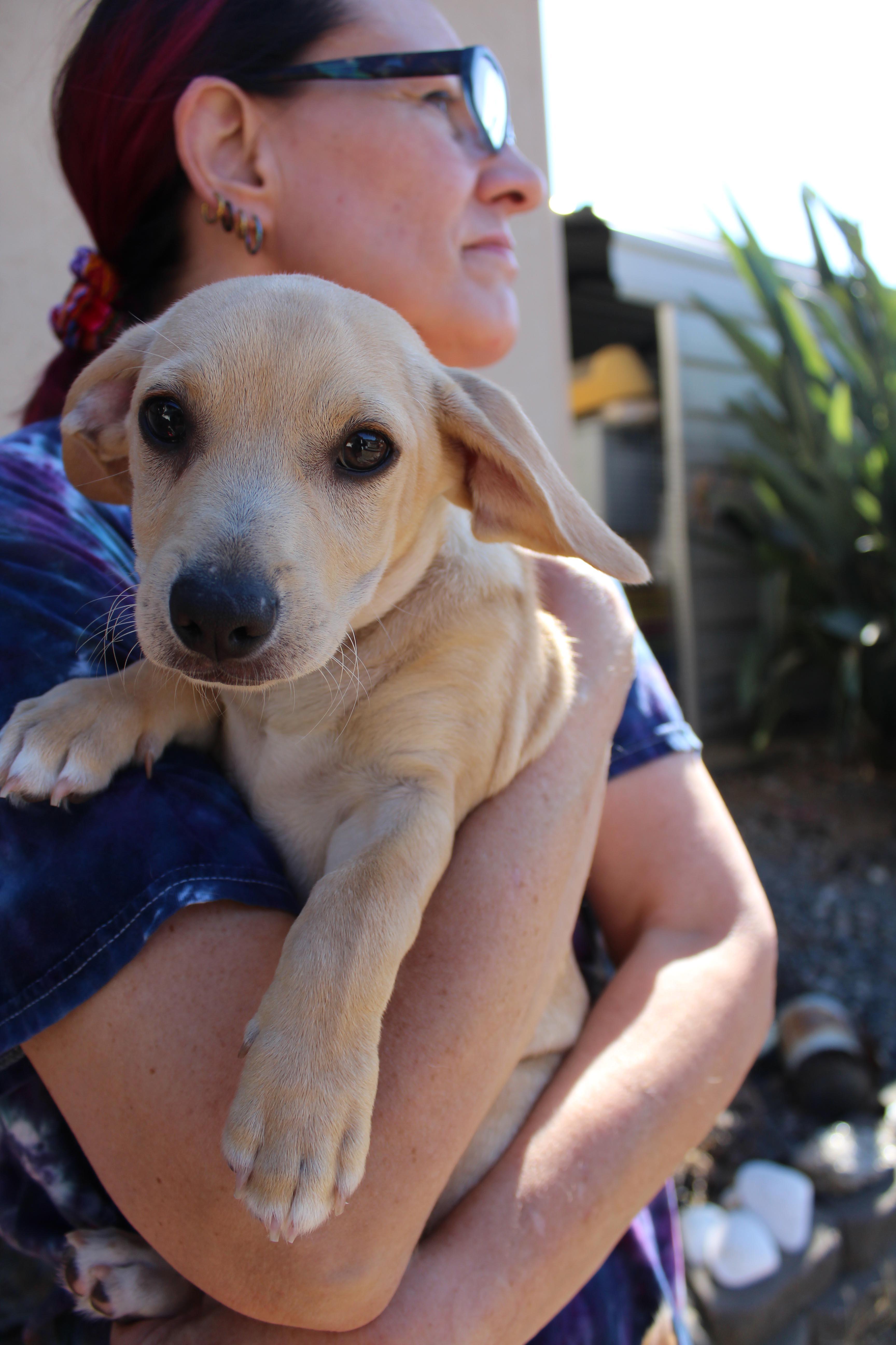 Waffle, Adopted, Puppy Male Chihuahua & Dachshund.