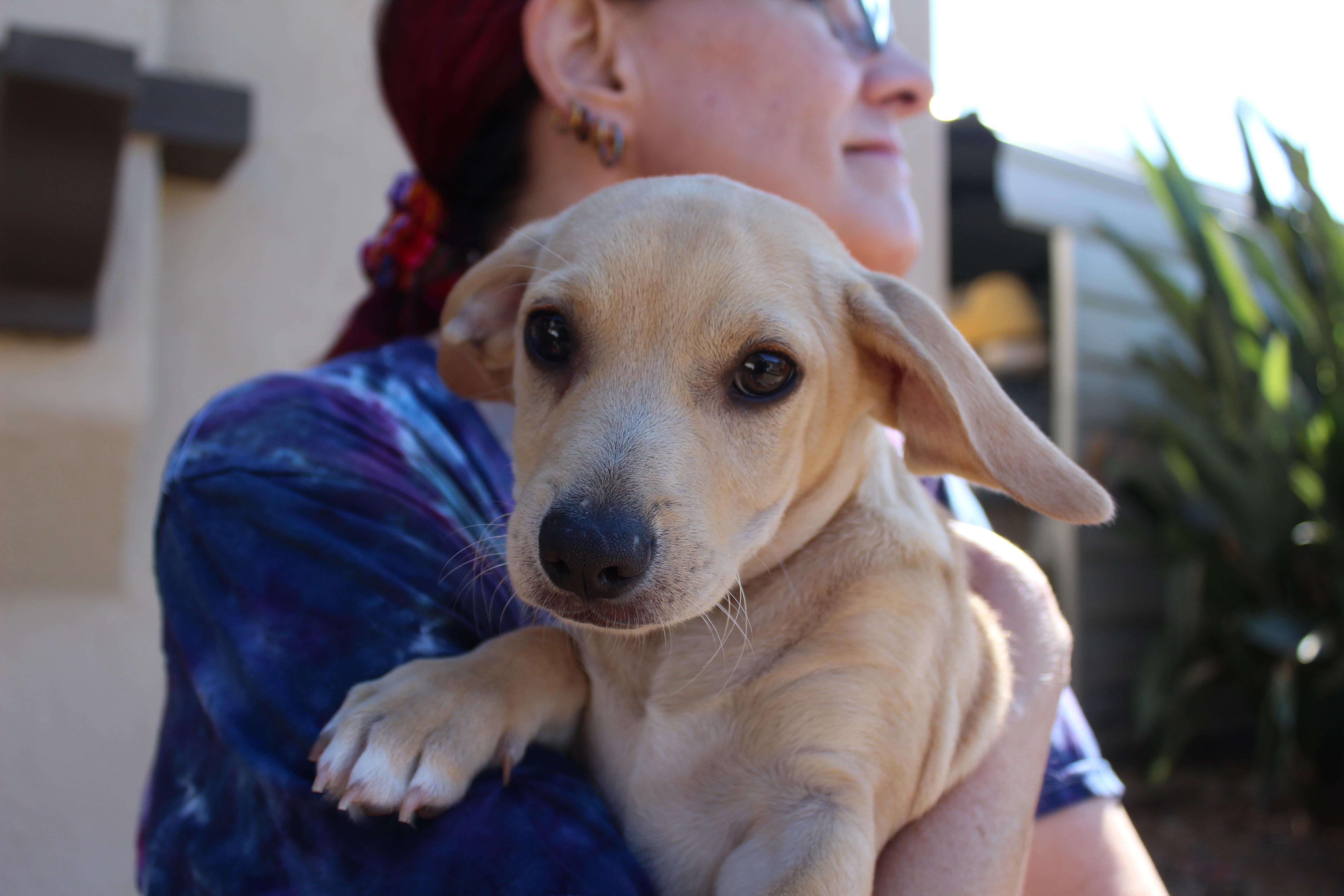 Enlarge Waffle, a Adopted mixed breed in Imperial Beach, CA image 2/6