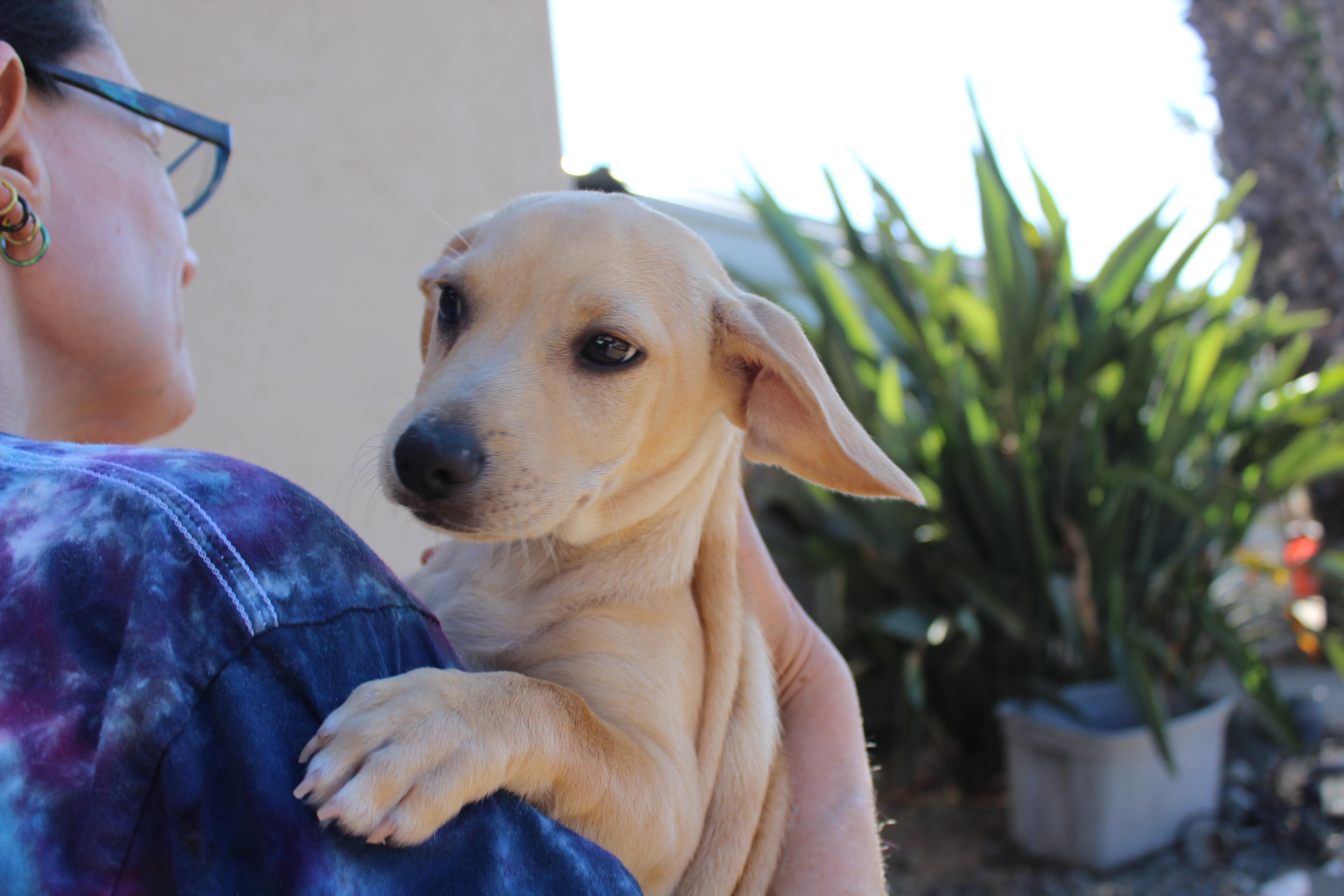 Enlarge Waffle, a Adopted mixed breed in Imperial Beach, CA image 5/6