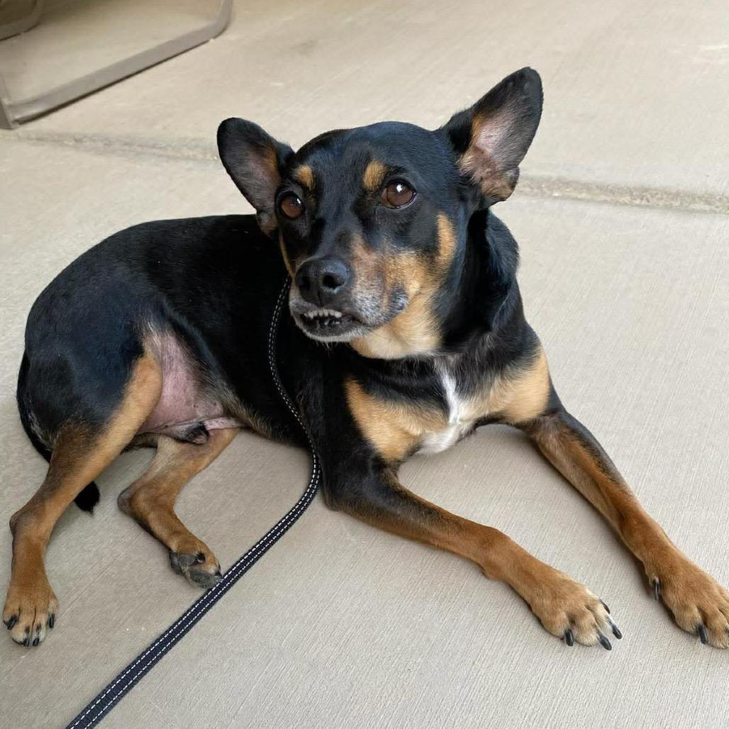 Enlarge Jimi OS NV, a Adoptable Manchester Terrier in Las Vegas, NV image 1/5