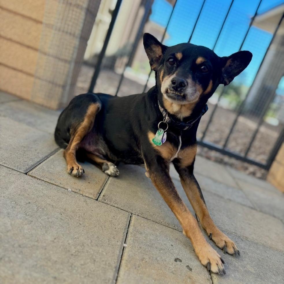 Enlarge Jimi OS NV, a Adoptable Manchester Terrier in Las Vegas, NV image 2/5