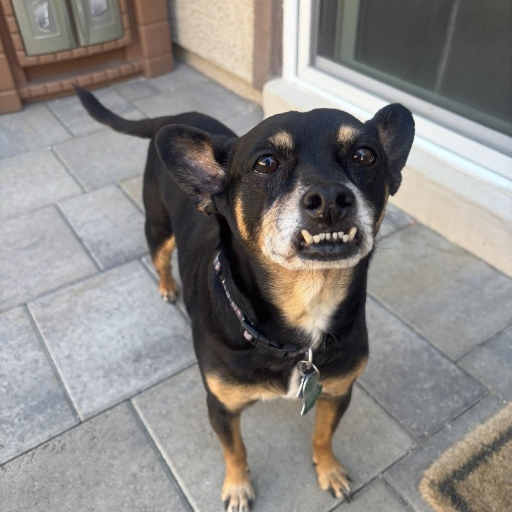 Enlarge Jimi OS NV, a Adoptable Manchester Terrier in Las Vegas, NV image 3/5