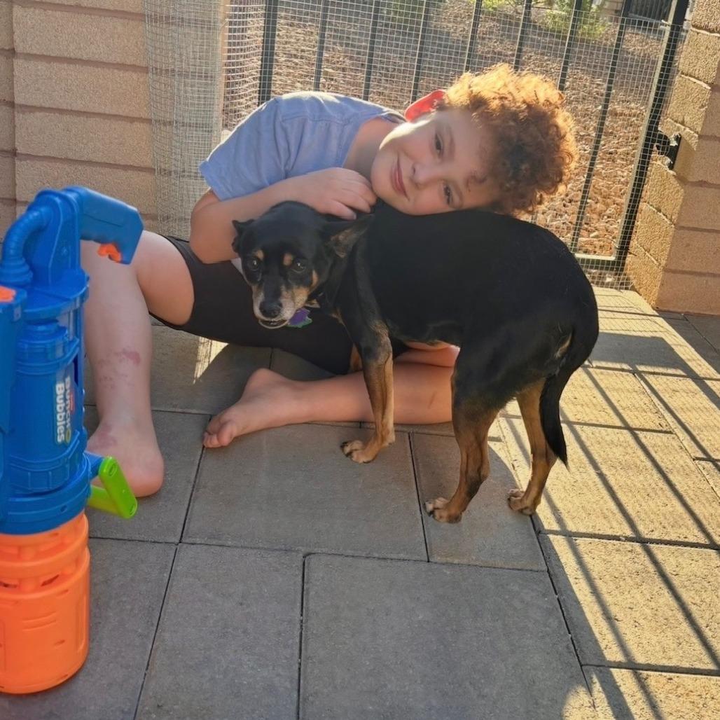 Enlarge Jimi OS NV, a Adoptable Manchester Terrier in Las Vegas, NV image 4/5