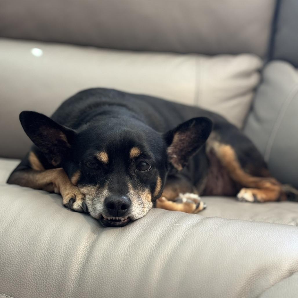 Enlarge Jimi OS NV, a Adoptable Manchester Terrier in Las Vegas, NV image 5/5