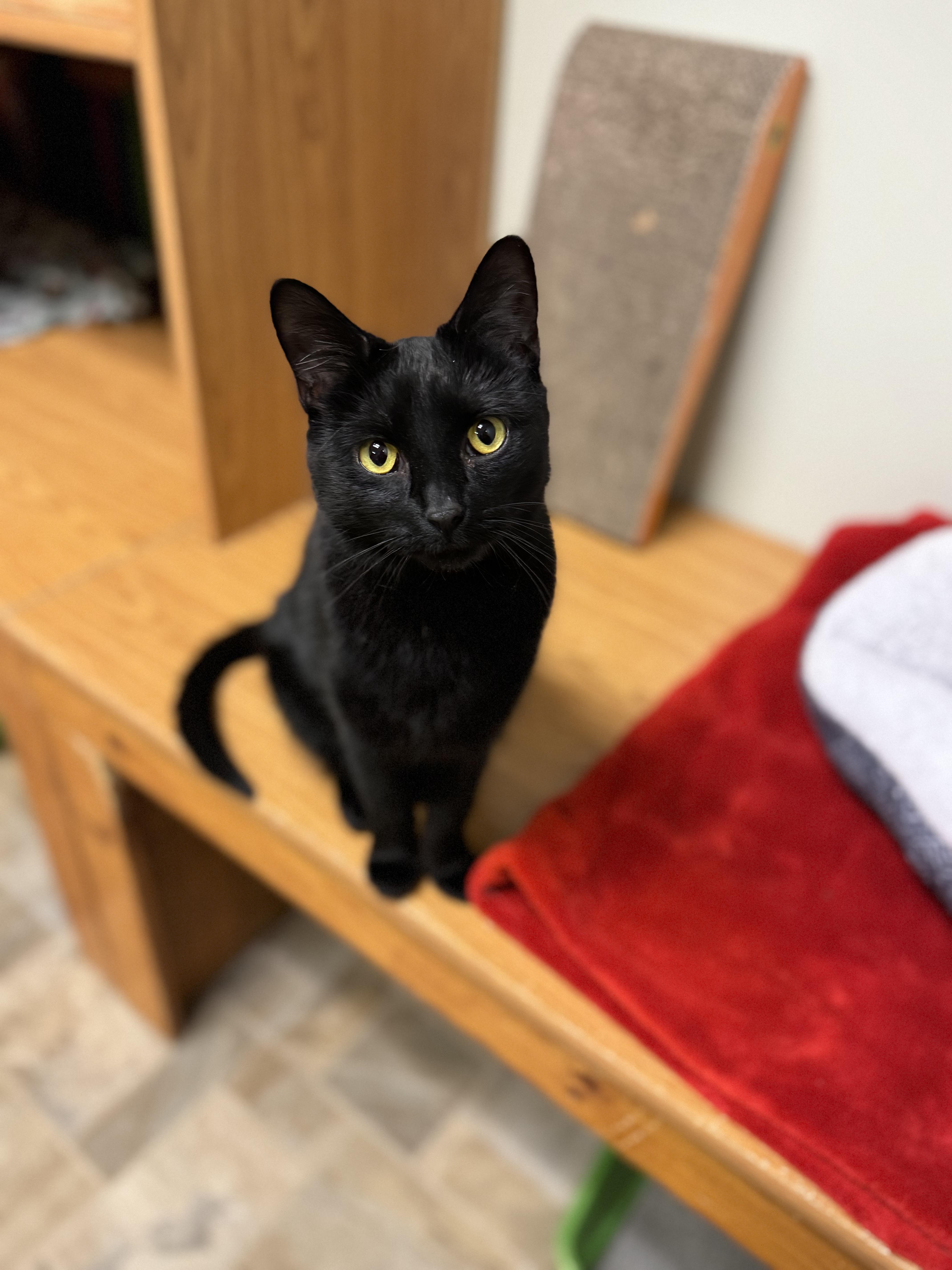 Trix, a ADOPTABLE Domestic Short Hair in Dodgeville, WI image 1/4