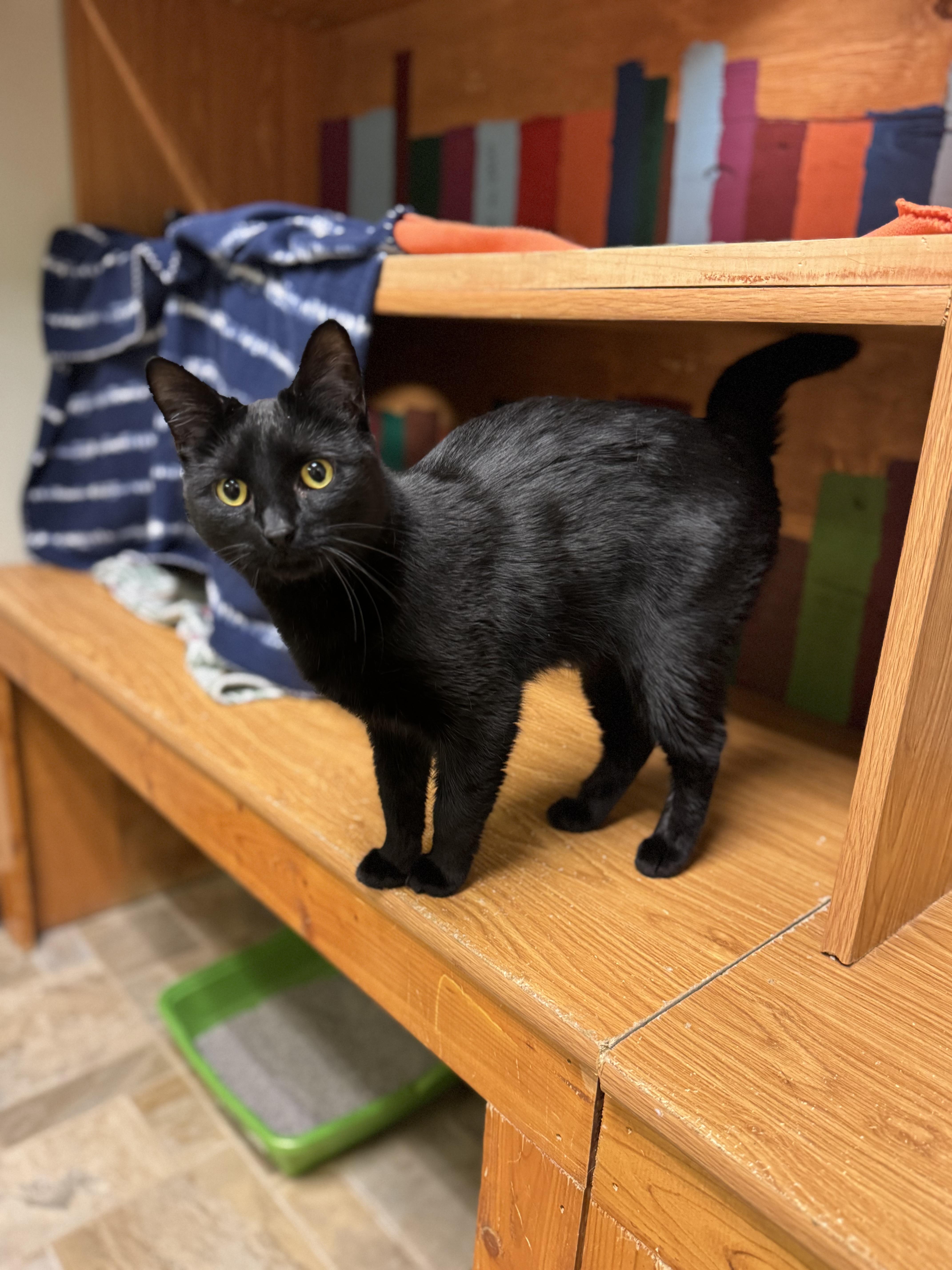 Trix, a ADOPTABLE Domestic Short Hair in Dodgeville, WI image 2/4