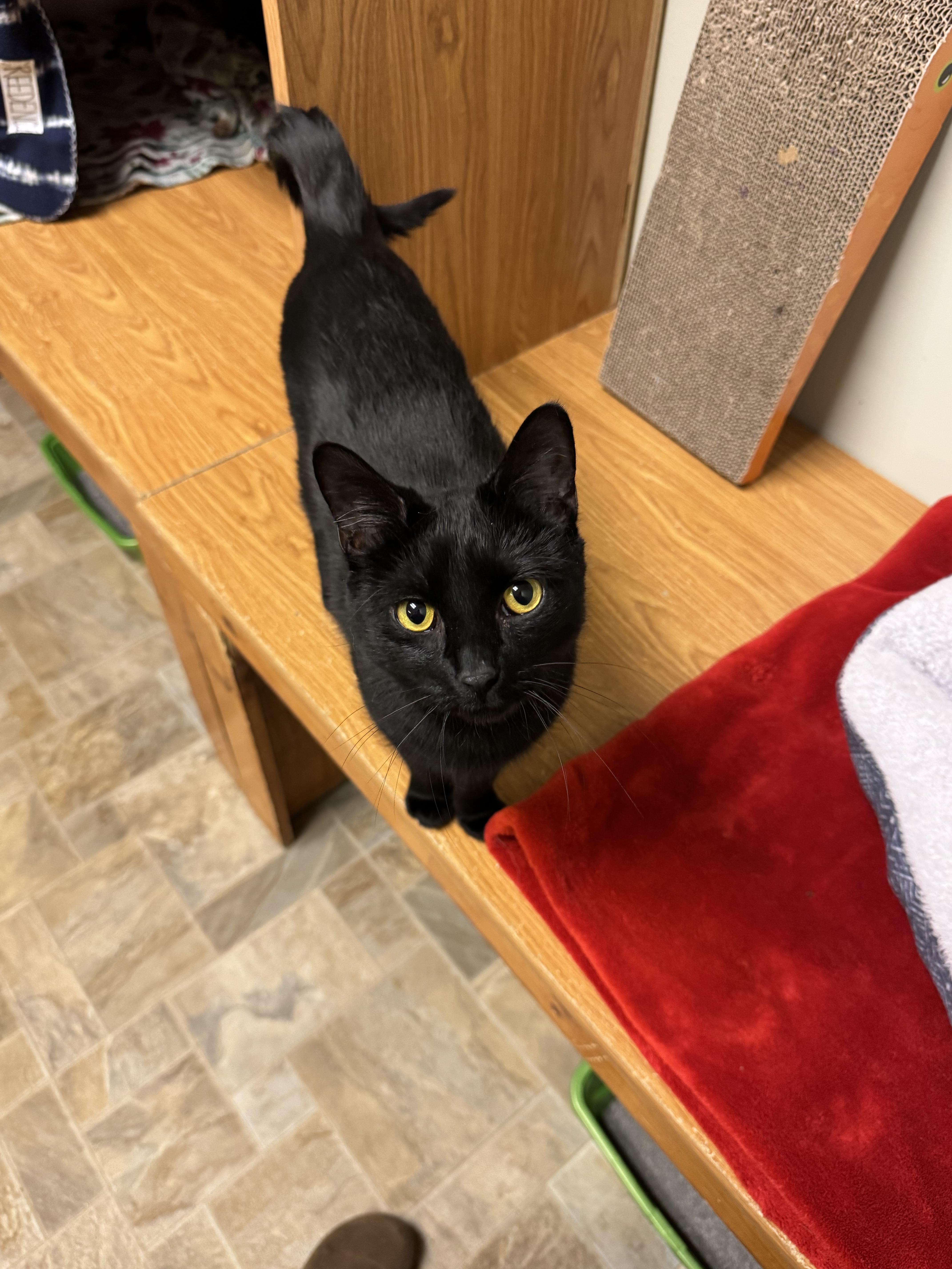 Trix, a ADOPTABLE Domestic Short Hair in Dodgeville, WI image 4/4
