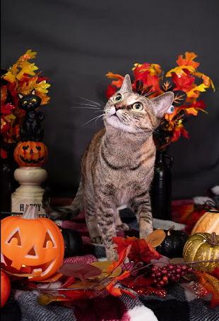 Enlarge Mini, a Adopted mixed breed in McKinney, TX image 2/3