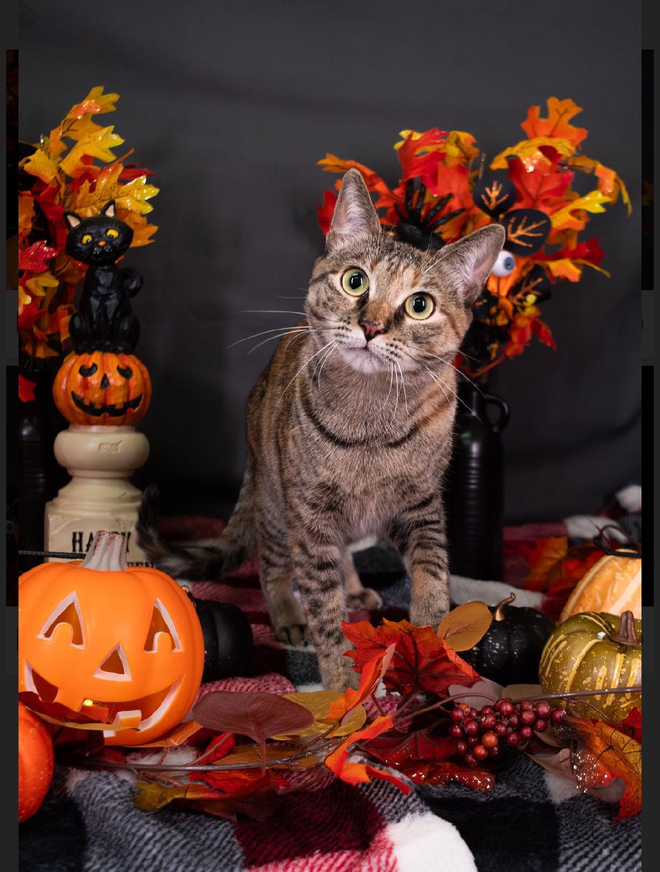 Enlarge Mini, a Adopted mixed breed in McKinney, TX image 3/3