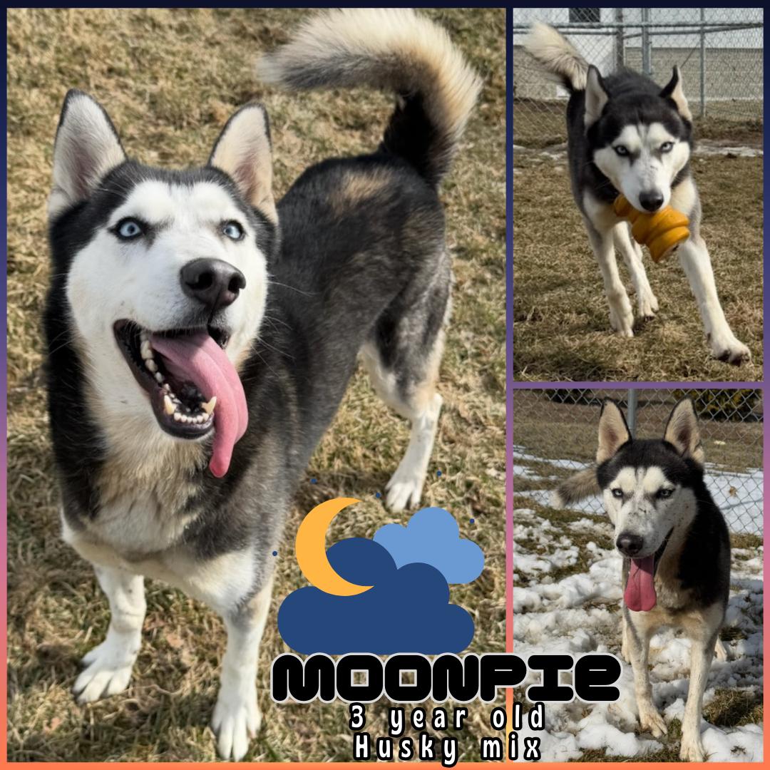 Moonpie