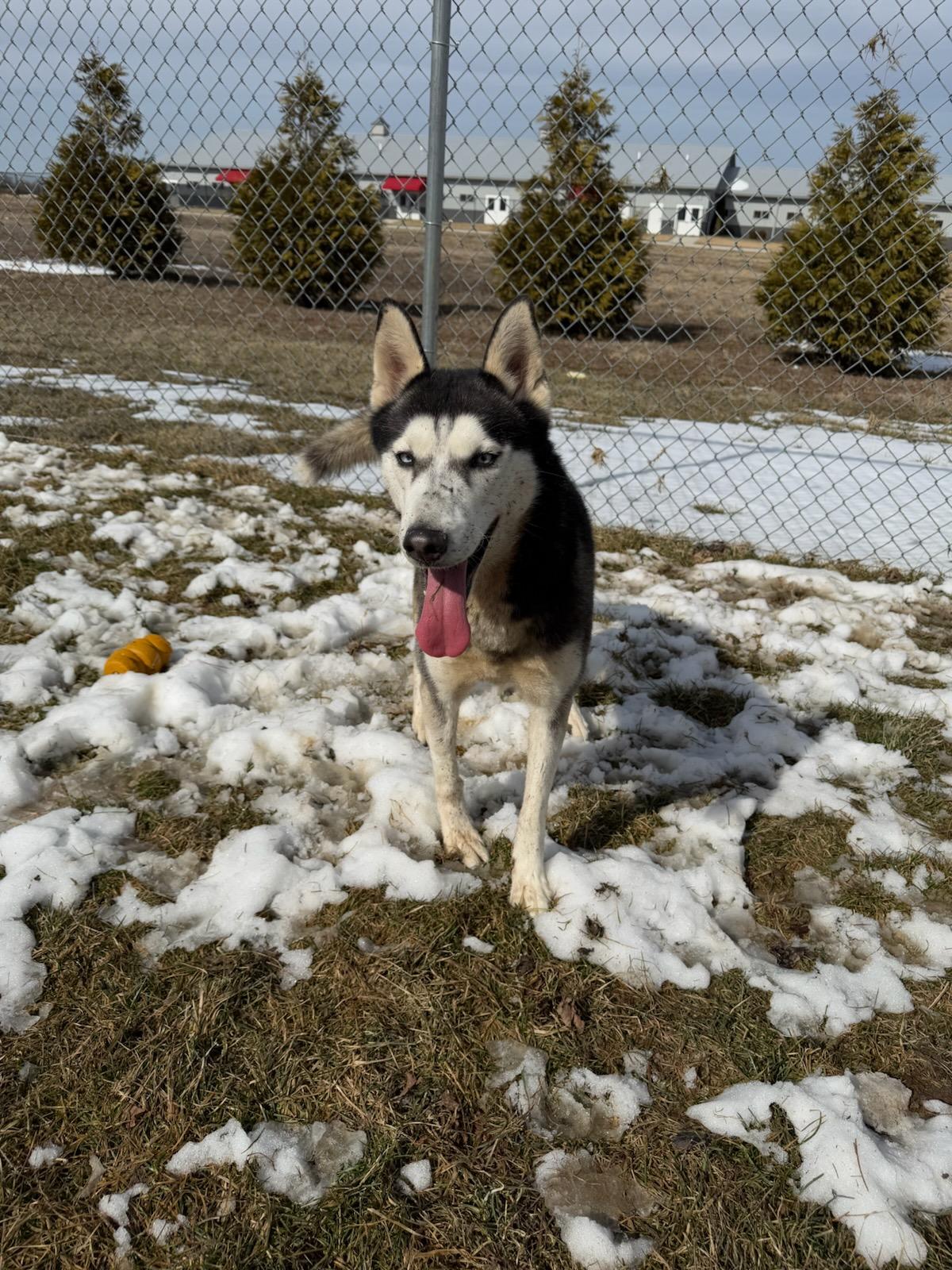 Moonpie