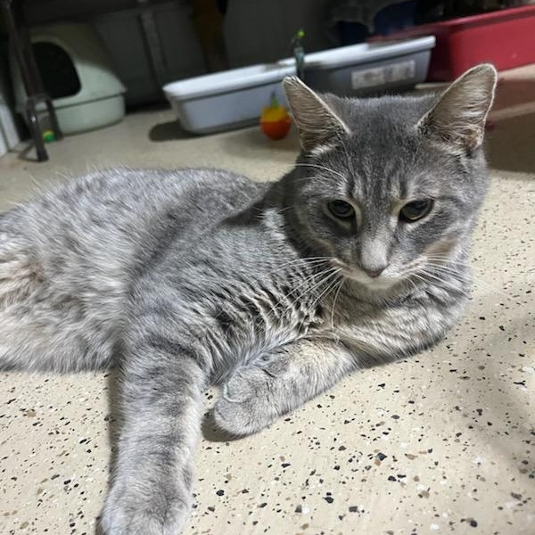 Marcus, ADOPTABLE, Young Male Domestic Short Hair.