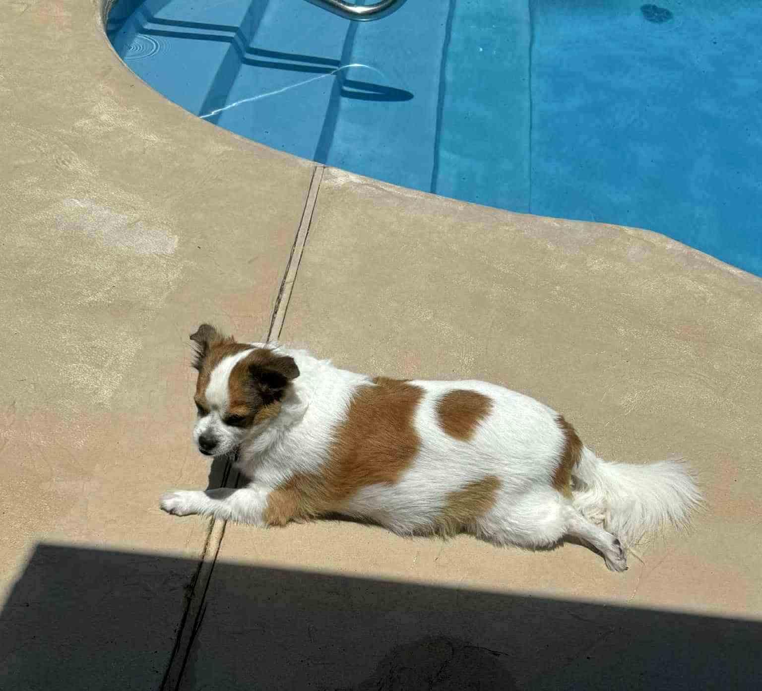 Enlarge Sheba, an adopted mixed breed in Shreveport, LA image 2/4