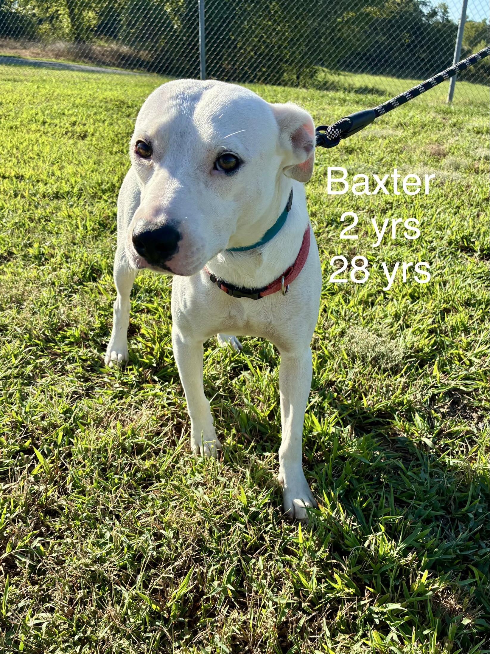 Enlarge Baxter, a Adoptable mixed breed in Welling, OK image 1/2