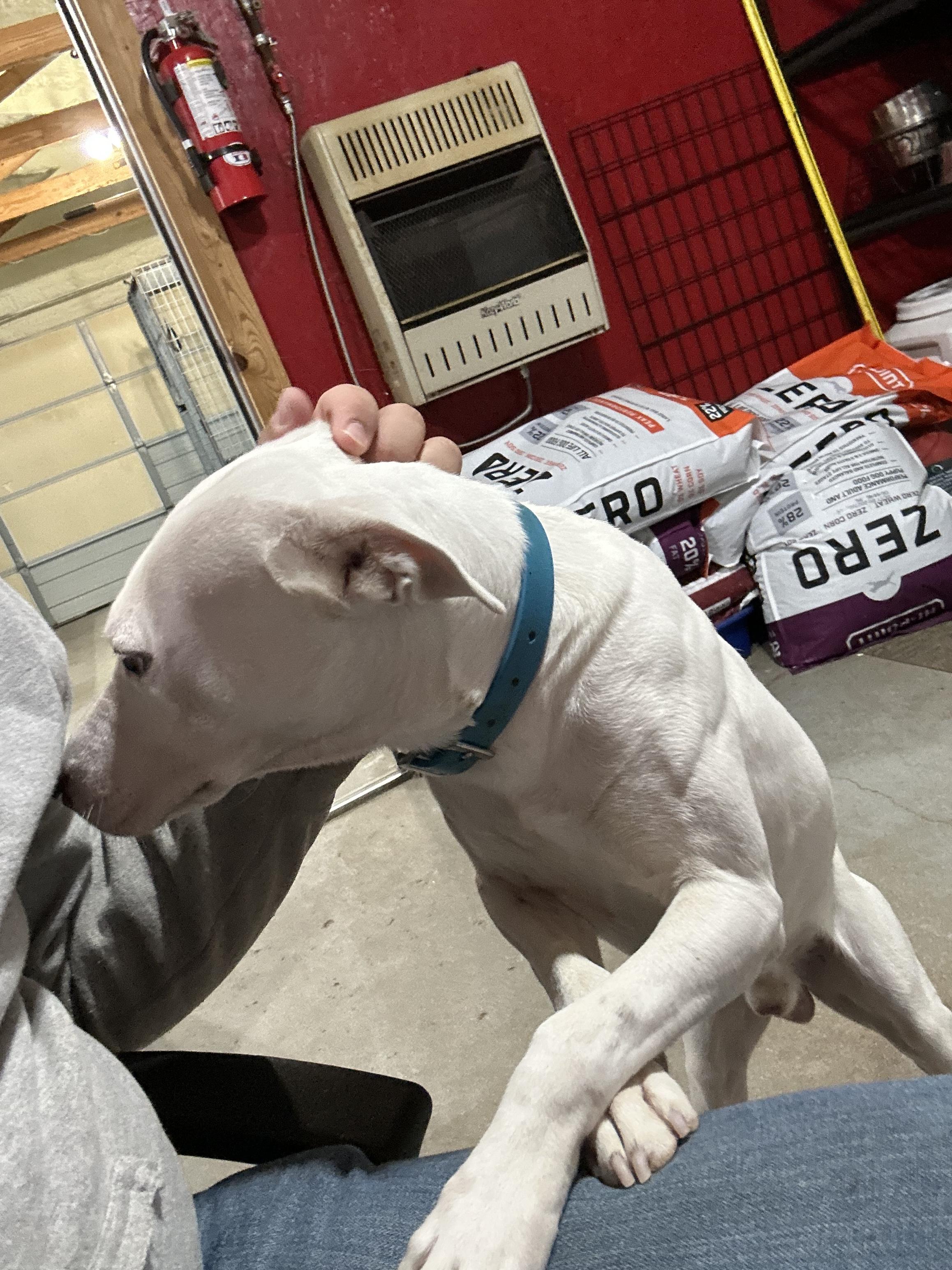 Enlarge Baxter, a Adoptable mixed breed in Welling, OK image 2/2
