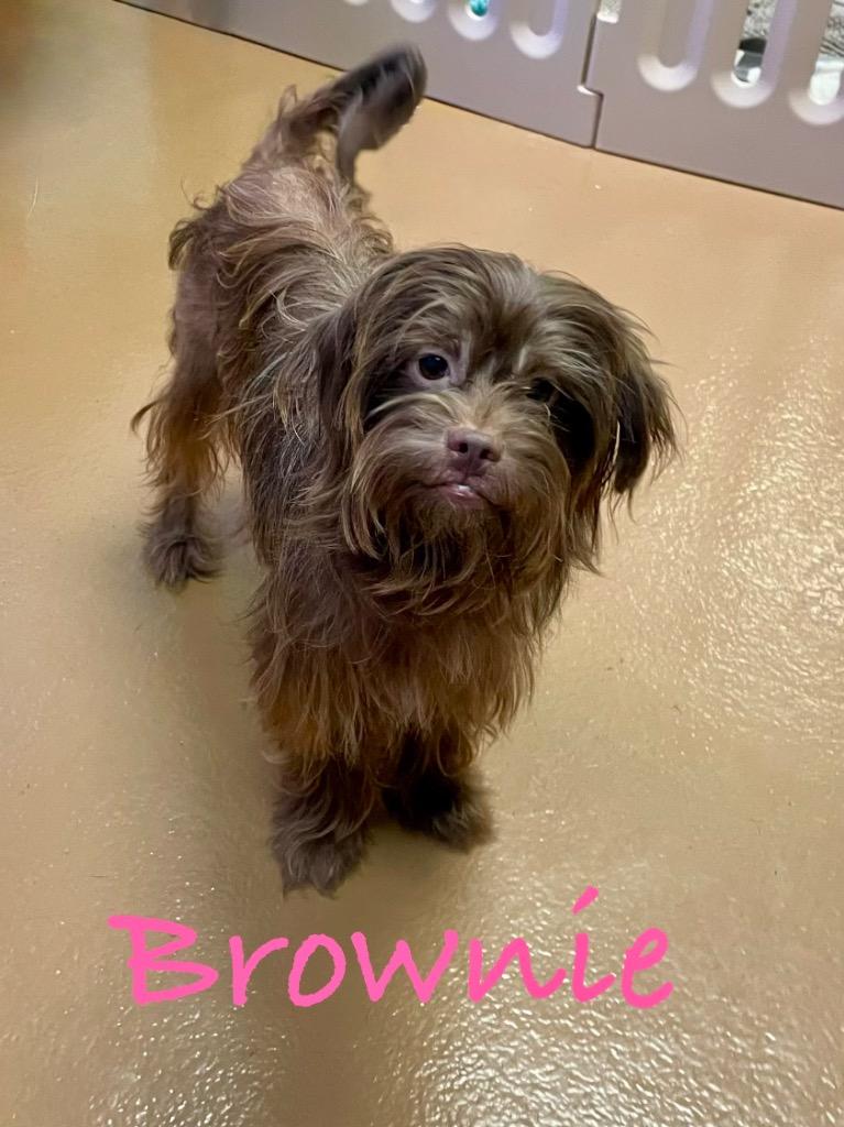 Enlarge Brownie, a Adoptable mixed breed in Fort Pierce, FL image 1/1