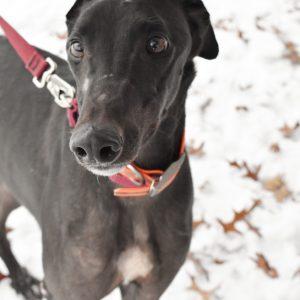 SKIPPYS REVENGE, Adoptable, Adult Male Greyhound.