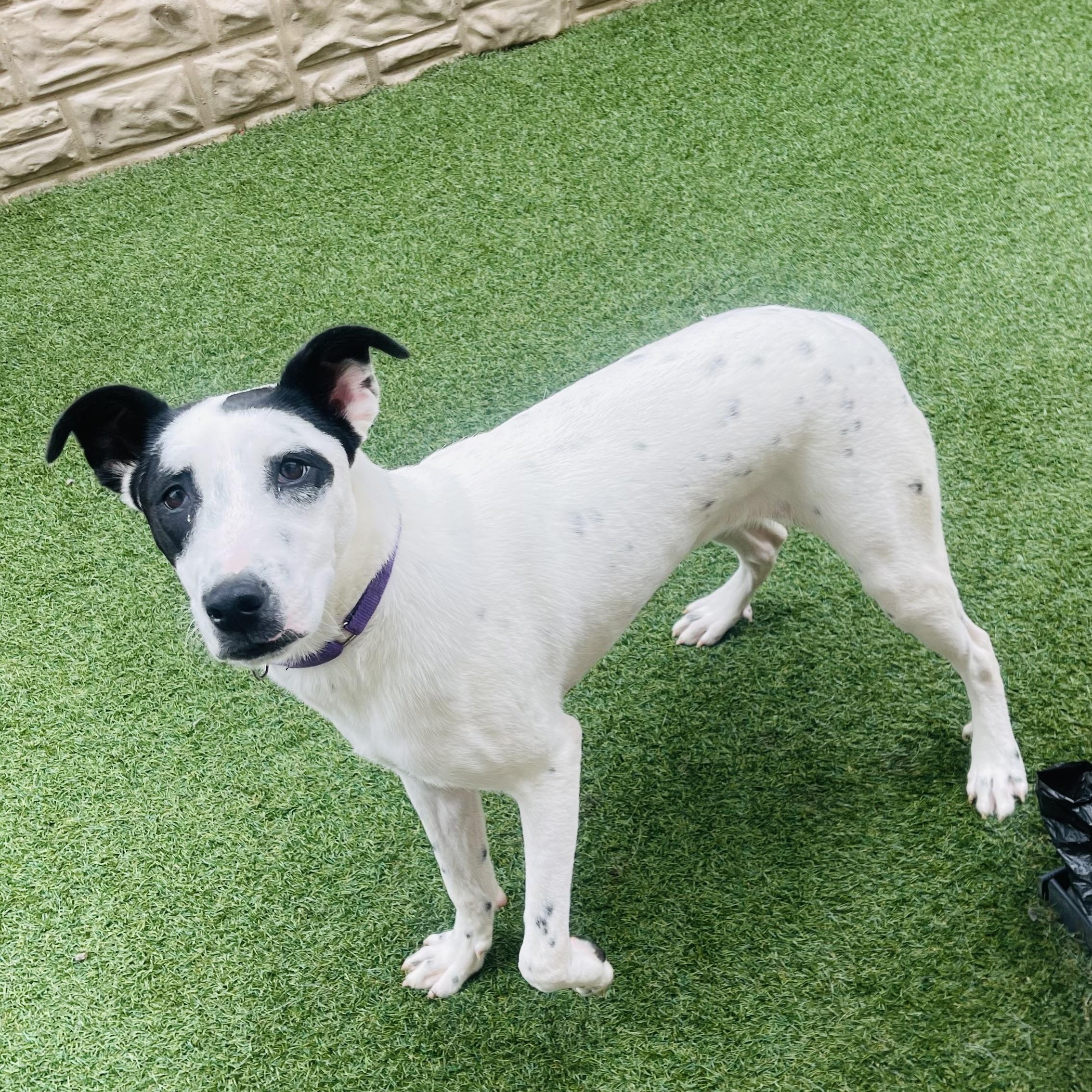 Vi, Adoptable, Puppy Female American Staffordshire Terrier & Great Pyrenees.