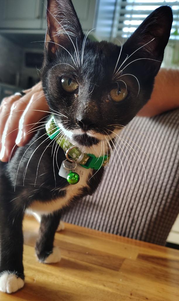 Stash, Adoptable, Kitten Female Domestic Short Hair.
