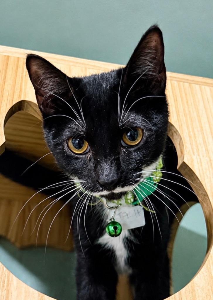 Enlarge Stash, a Adoptable mixed breed in Labelle, FL image 4/5