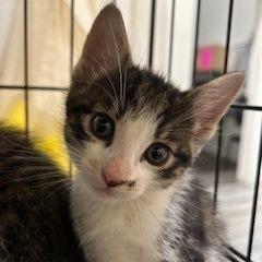 Enlarge Snap (bonded with Pop), a Adoptable Domestic Short Hair in Santa Rosa, CA image 2/4