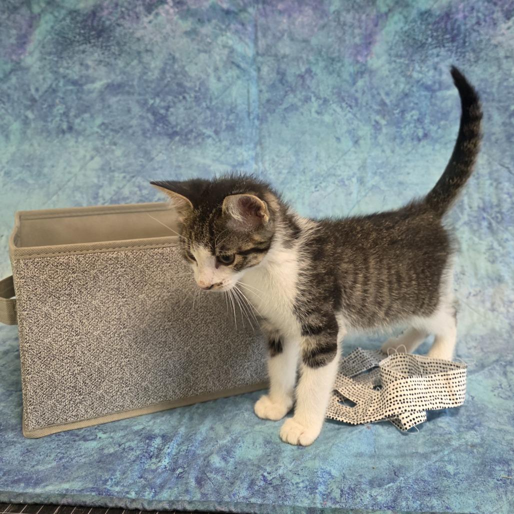 Enlarge Snap (bonded with Pop), a Adoptable Domestic Short Hair in Santa Rosa, CA image 3/4