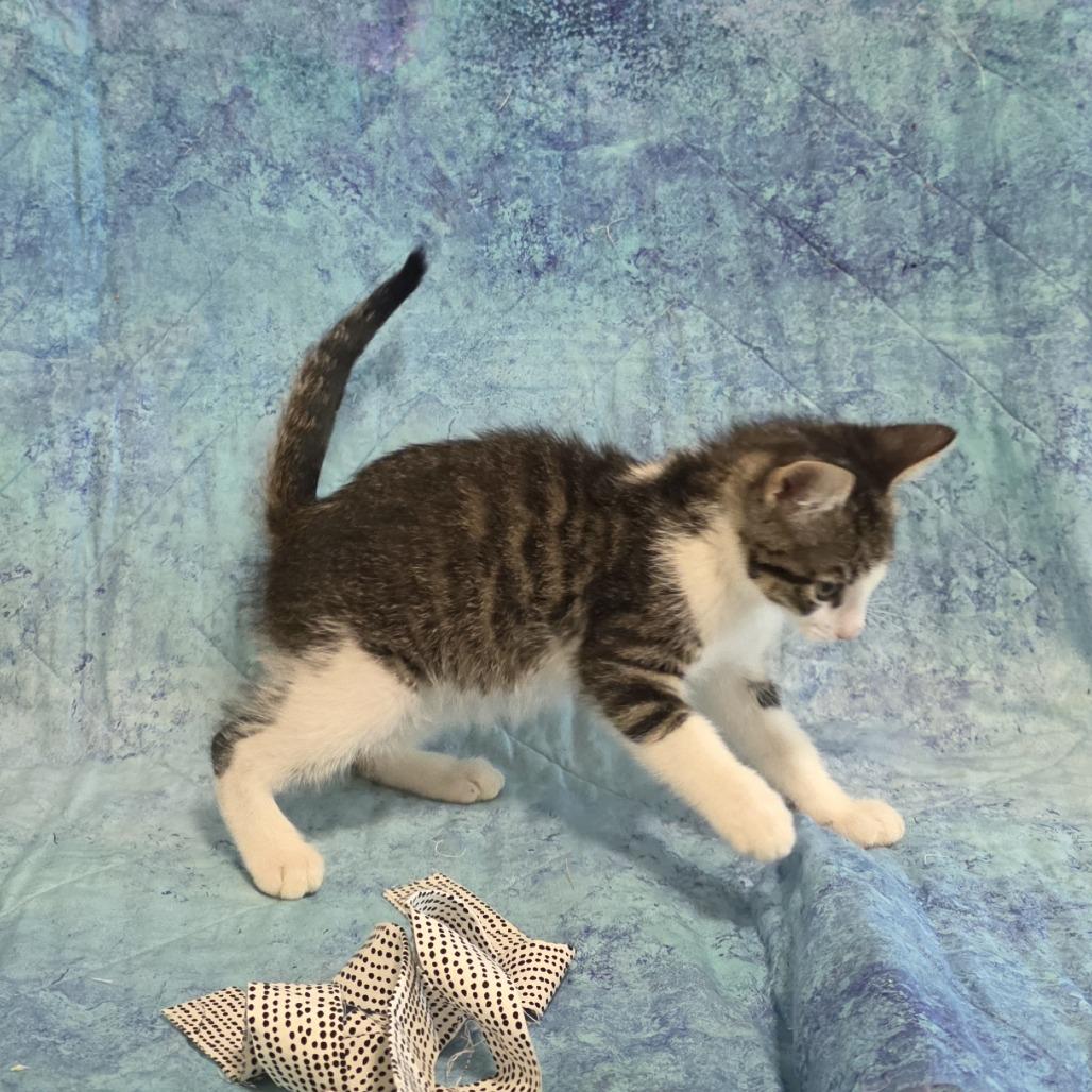 Enlarge Snap (bonded with Pop), a Adoptable Domestic Short Hair in Santa Rosa, CA image 4/4