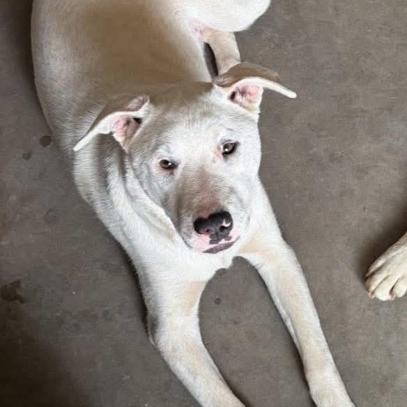 Lincoln, a Adoptable mixed breed in Lubbock, TX image 2/6