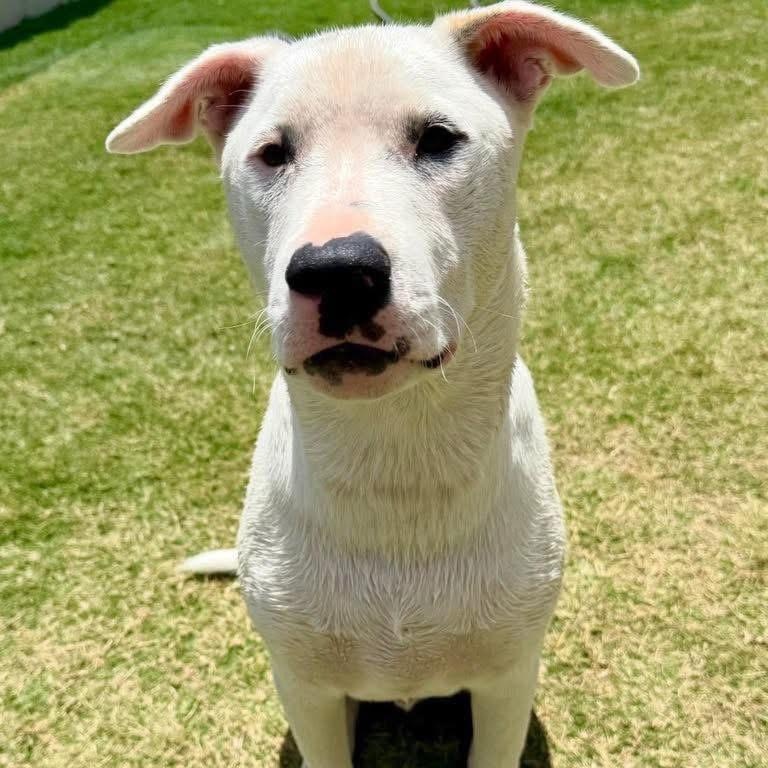 Lincoln, a Adoptable mixed breed in Lubbock, TX image 1/6