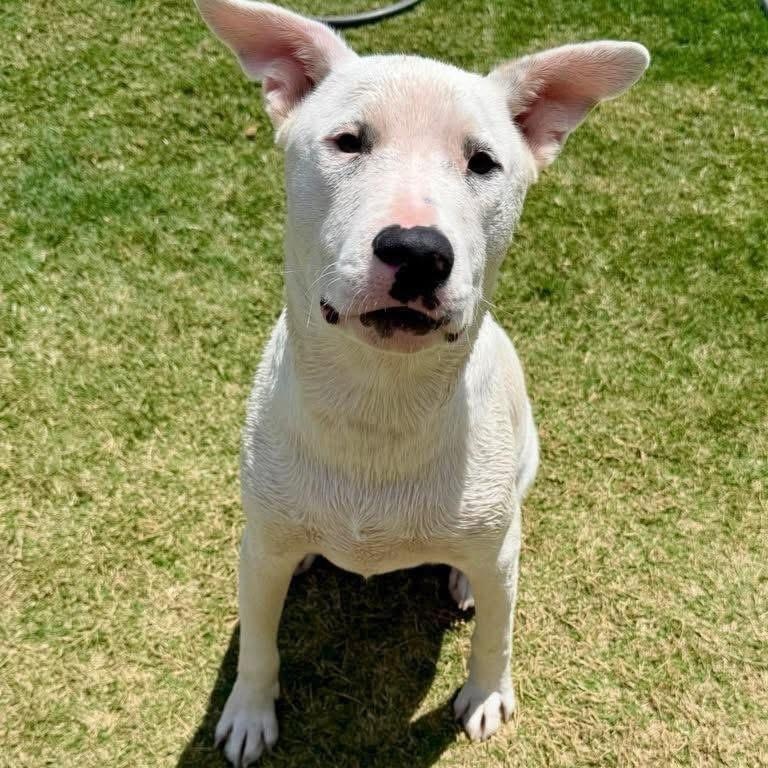 Lincoln, a Adoptable mixed breed in Lubbock, TX image 4/6