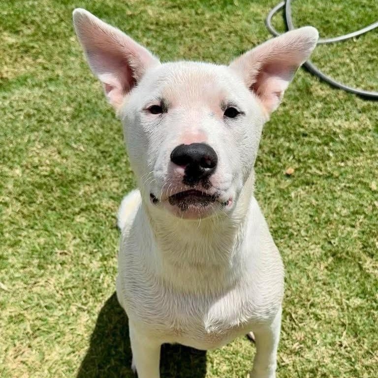 Lincoln, a Adoptable mixed breed in Lubbock, TX image 3/6