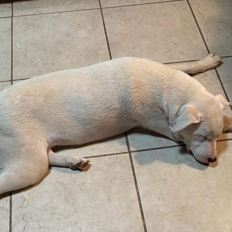 Lincoln, a Adoptable mixed breed in Lubbock, TX image 6/6