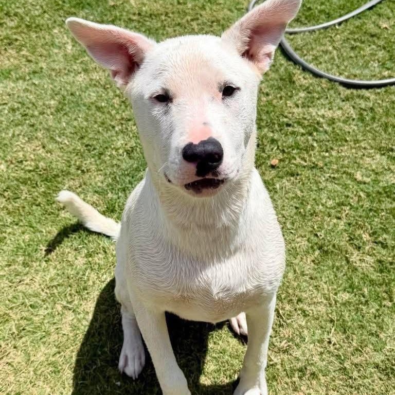 Lincoln, a Adoptable mixed breed in Lubbock, TX image 5/6